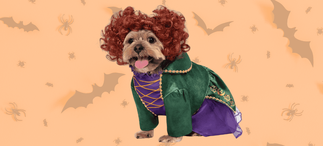 Fun Halloween Costumes for Your Dog in 2024