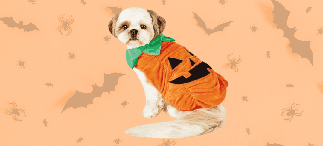 Fun Halloween Costumes for your Dog in 2024