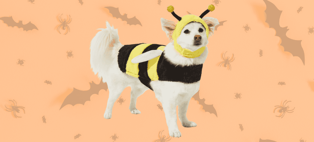 Fun Halloween Costumes for your Dog in 2024