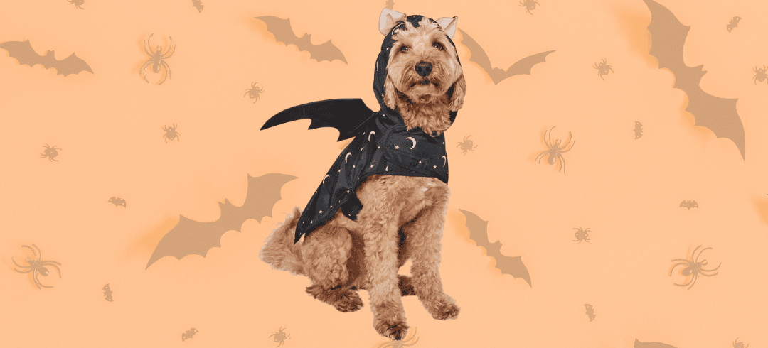 Fun Halloween Costumes for your Dog in 2024