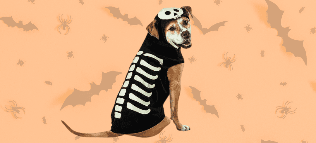 Fun Halloween Costumes for your Dog in 2024