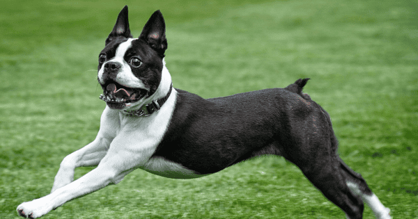 Boston Terriers: A Full Guide