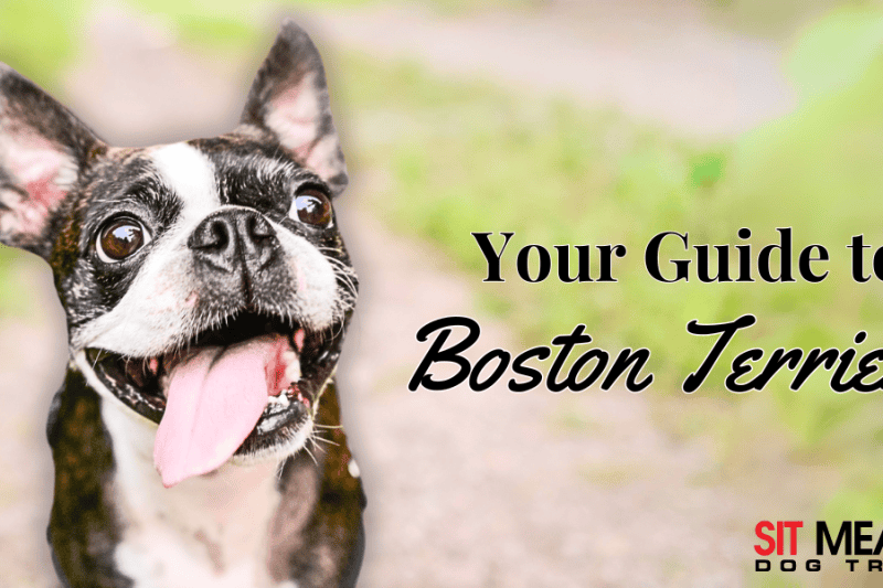 Boston Terriers: A Full Guide