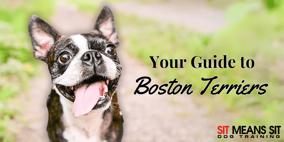 Boston Terriers: A Full Guide