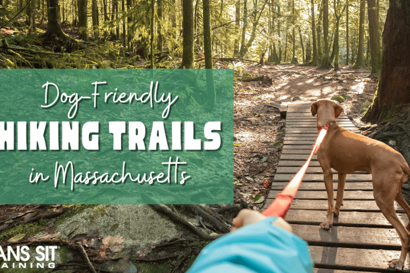 Dog-Friendly Hiking Trails in Massachusetts