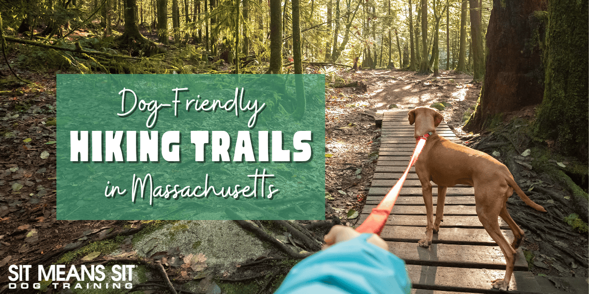 Dog-Friendly Hiking Trails in Massachusetts