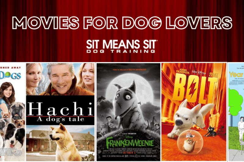 You'll Love These Movies if You Love Dogs