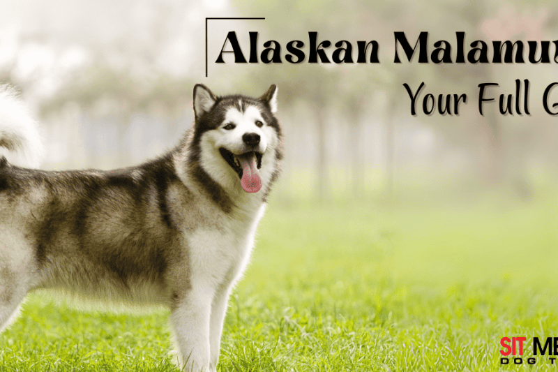 Everything You Need to Know About the Alaskan Malamute