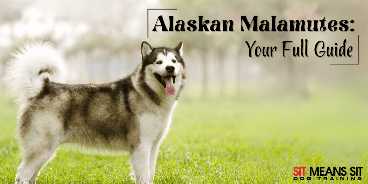 Everything You Need to Know About the Alaskan Malamute