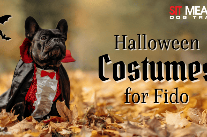 Fun Halloween Costumes for Your Dog in 2024