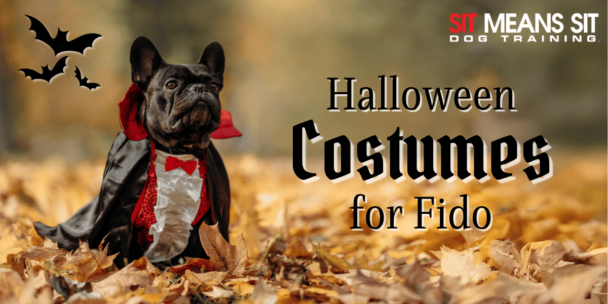 Fun Halloween Costumes for Your Dog in 2024