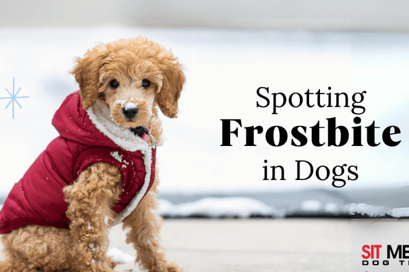 How to Spot Frostbite in Your Dog