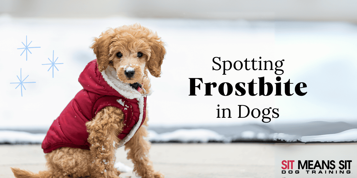 How to Spot Frostbite in Your Dog