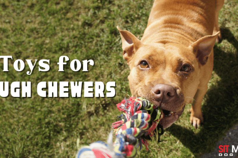 Long-Lasting Chew Toys for Tough Chewers