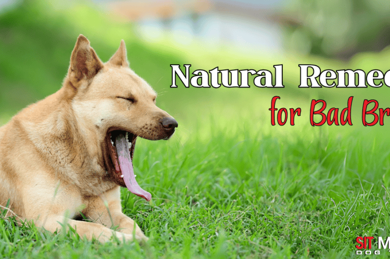 Natural Remedies for Doggy Bad Breath