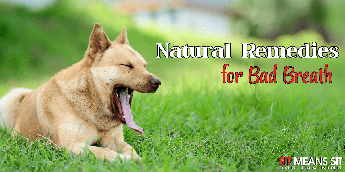 Natural Remedies for Doggy Bad Breath