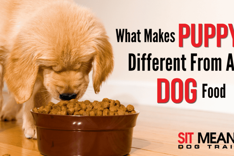 What Makes Puppy Food Different From Adult Dog Food