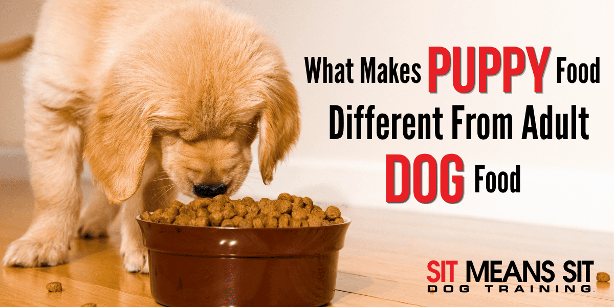 What Makes Puppy Food Different From Adult Dog Food