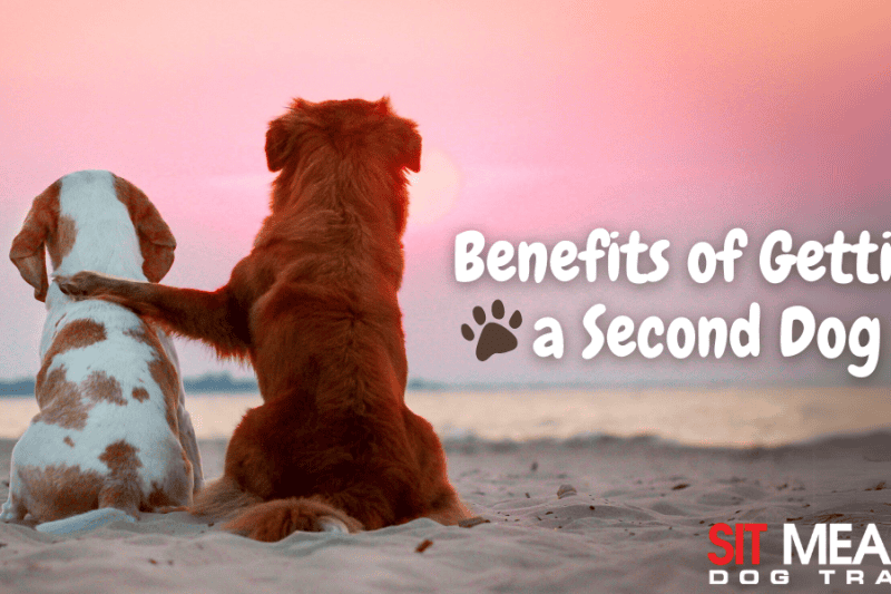 The Benefits of Getting a Second Dog