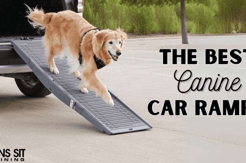 The Best Ramps to Help Fido Get Into Your Vehicle