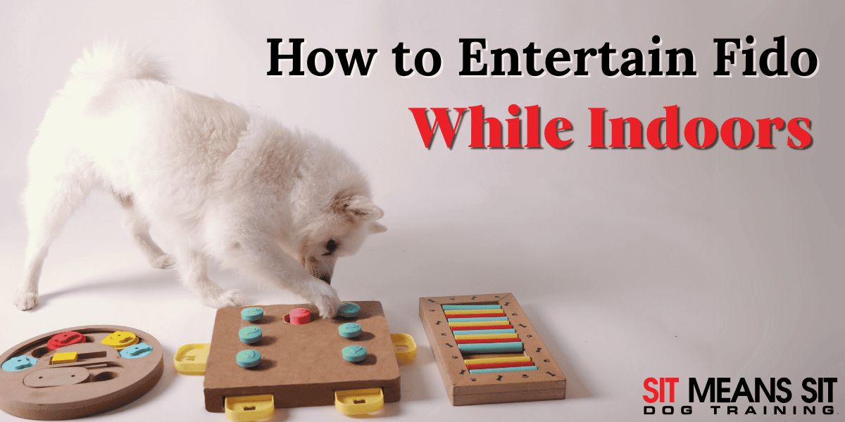 Different Ways to Entertain Your Dog Indoors