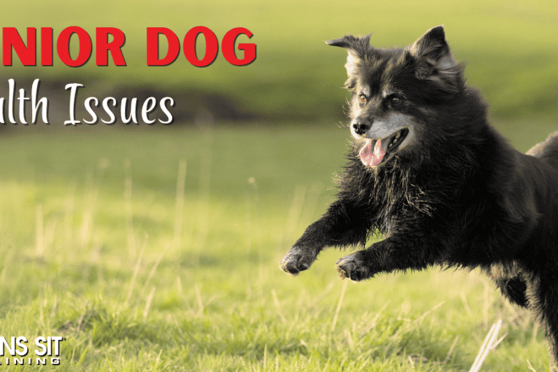 Your Guide to Senior Dog Health Challenges