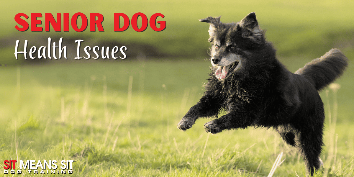 Your Guide to Senior Dog Health Challenges
